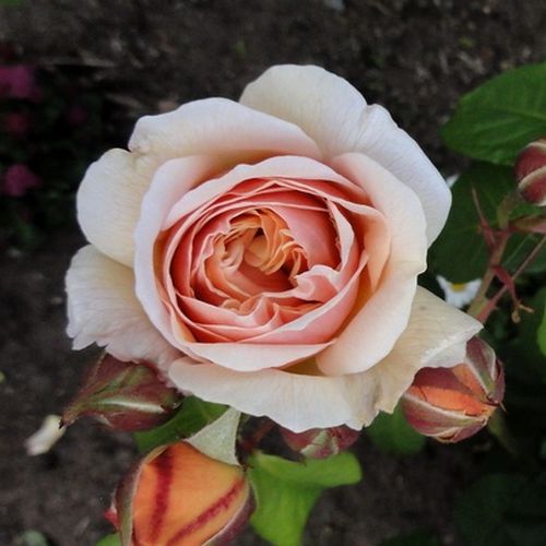 Rosa Ausleap - galben - Trandafir copac cu trunchi înalt - cu flori tip trandafiri englezești - coroană tufiș